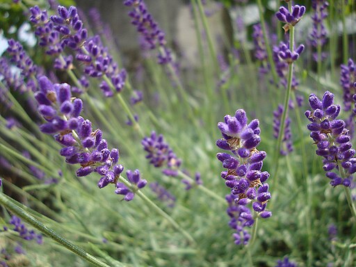 Lavandula angustifolia